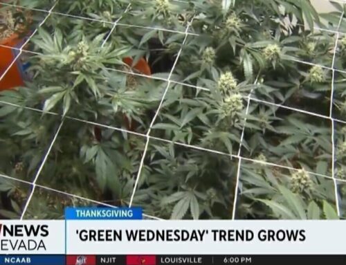 Cannabis users are celebrating Green Wednesday
