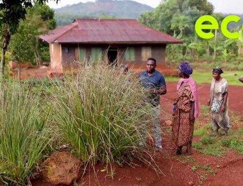 Vetiver grass takes root in Uganda