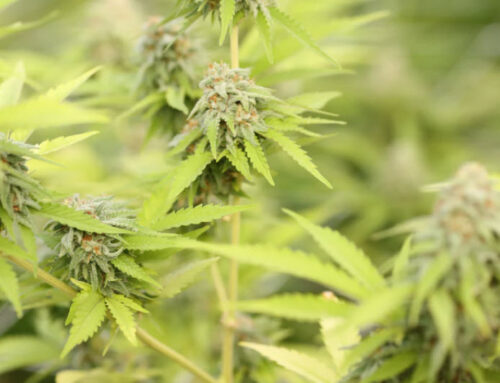 Over 1,500 lbs. of Illegal Processed Cannabis Destroyed by NCSO and CDFW – California Stat