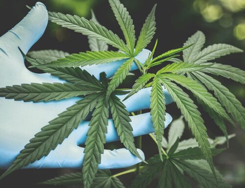 Is your weed too strong? This scanner can tell you in an instant