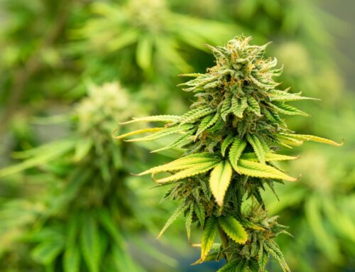 Carlton County Board approves cannabis grow operation