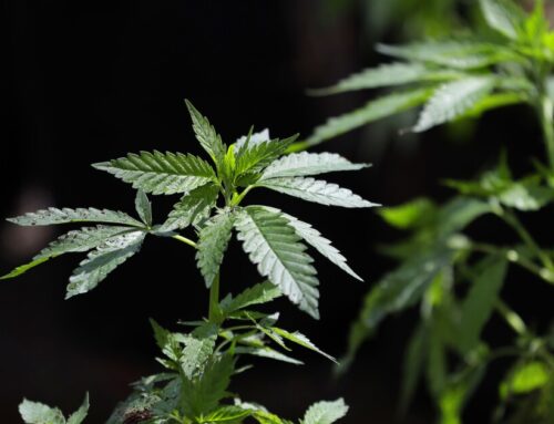 ‘You can’t get hooked on pot’? Experts say that’s a dangerous myth