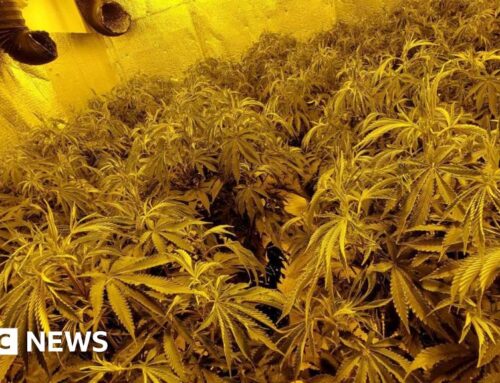 Cannabis factory suspect rescued from unstable roof in Millbrook