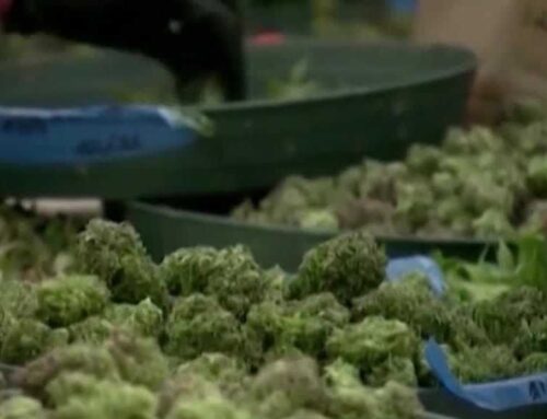 Tribal Regulatory Commission approves rules for medical marijuana