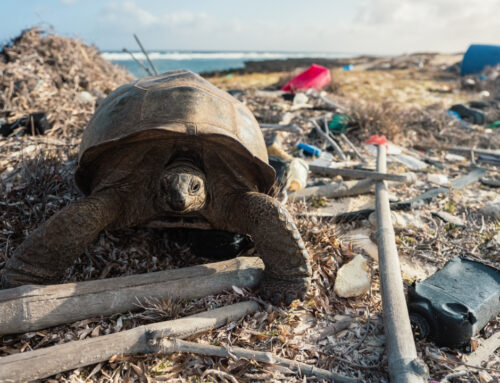 The mammoth task of mapping and removing plastic waste from Aldabra atoll