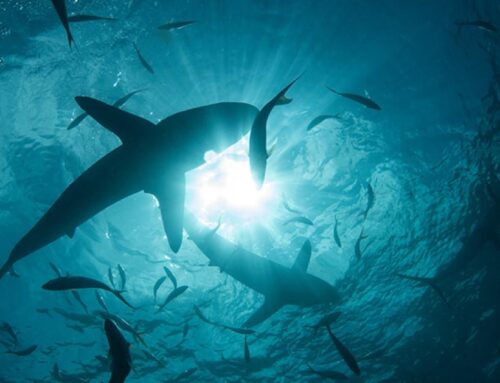 International conference to protect wildlife in trade begins