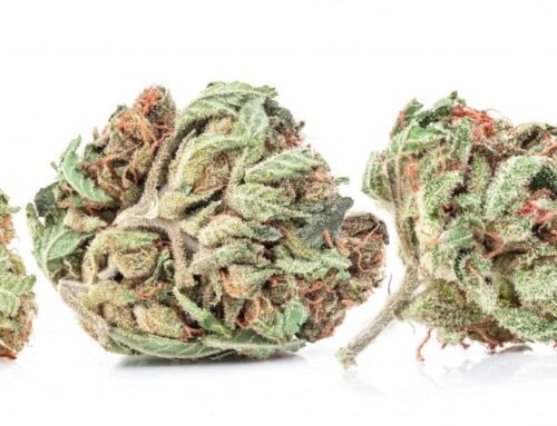 Connecticut’s Cannabis Secrecy Law Protects Monopolies, Not the Public