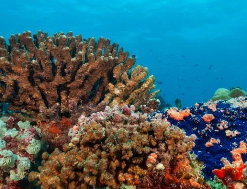 Cooperation on the Marine Environment Can Unite the Gulf — Bourse & Bazaar Foundation