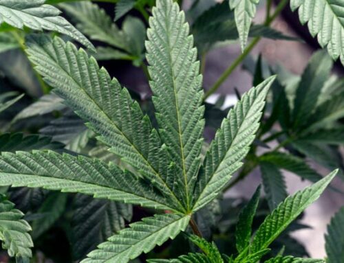 It’s possible to get addicted to pot. Here’s what to know.