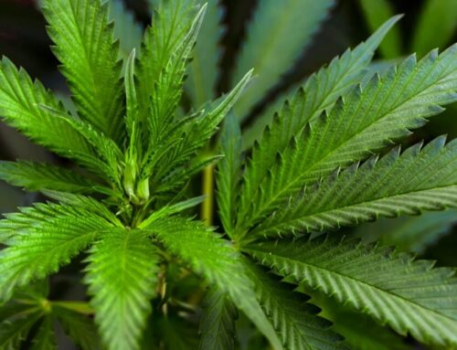 ‘We Could Be Looking At A True Inflection Point For Cannabis,’ Optimism Surges Among Inves