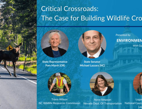 Critical Crossroads: The Case for Building Wildlife Crossings