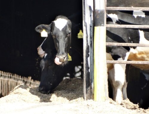 Michigan toughens factory farm pollution rules after legal fight