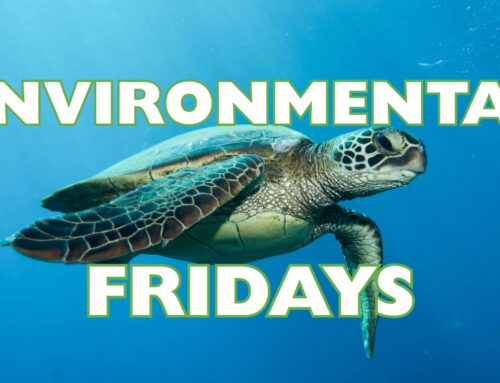 Environmental Fridays: Sea Turtles & the Plastic Crisis | December 19 | Turtle Island Rest