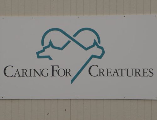 Caring for Creatures’ new dog building protects animals and the environment