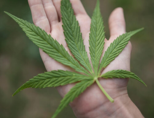 Smart & Safe Florida confident cannabis amendment will make 2026 ballot