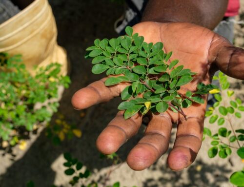 Nutrient Powder Sold at Walmart, Amazon Recalled For Salmonella Warning: FDA