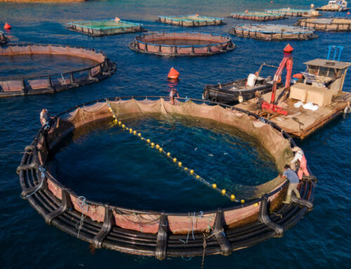 Greeks Challenge EU-Backed Fish Farms Amid Environmental Concerns