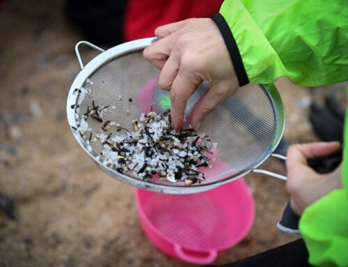 Nurdles are infesting Texas waters; Gov. Abbott pushes for more production