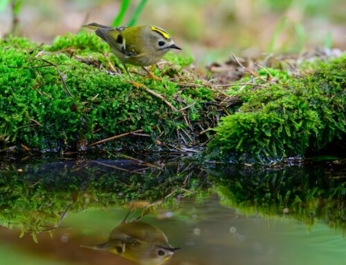 Italy alone in defending EU’s dedicated LIFE nature funding
