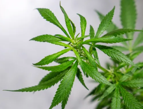 What happens when teens start using cannabis early?