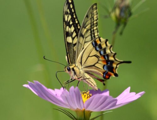 Better monitoring to support restoration of EU pollinators