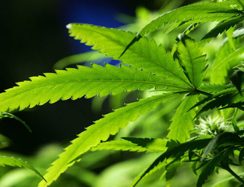 It’s possible to get addicted to pot. Here’s what to know