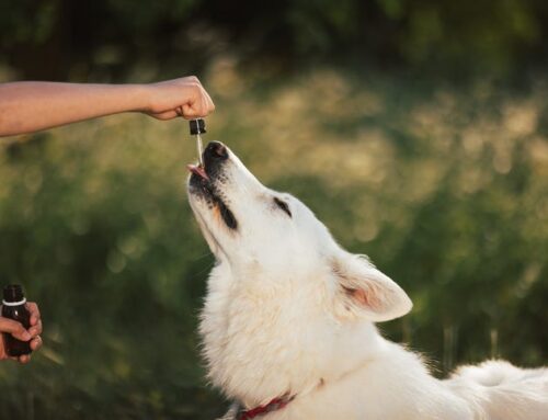 Cannabis might be able to help dogs, according to this study