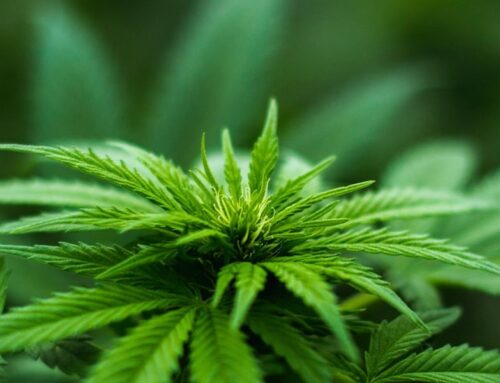 City of South Lake Tahoe reduces cannabis tax rate