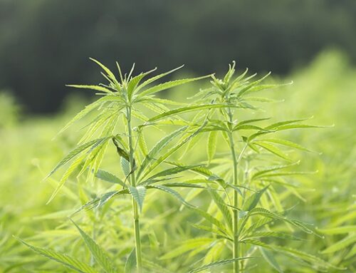 Law Opening Federal Government Aims To Shut Down Sale Of Unregulated Intoxicating Hemp Pro