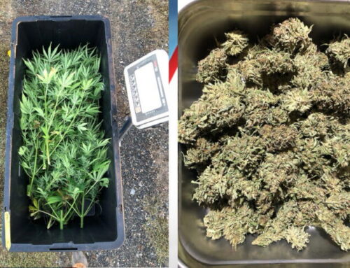 OSU researchers develop first-ever common language for cannabis and hemp aromas