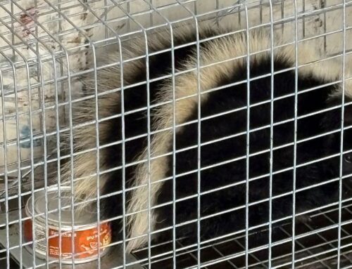 Skunk captured at Hilo Harbor, euthanized for rabies testing