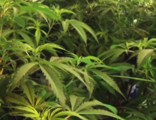 DOH talks medical cannabis 5 years later