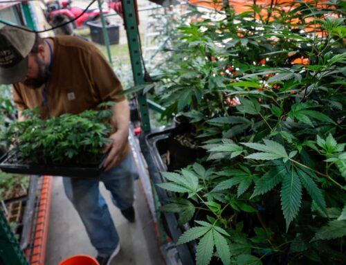 Mass. Senate bill would double marijuana possession limit, overhaul state’s cannabis agenc