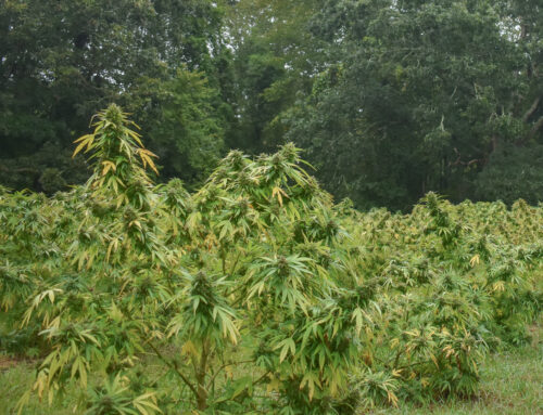 Rhode Island hemp industry faces uncertainty amid federal crackdown on THC products