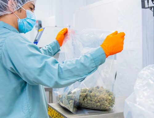 Cannabis industry calls for government backing in global export push