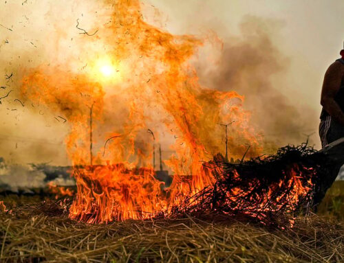 India Farms Future: Agriculture’s Impact on Environment