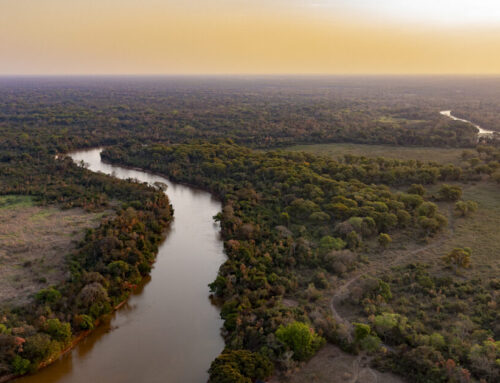 Twenty Years After Francisco Anselmo’s Sacrifice, Environmental…