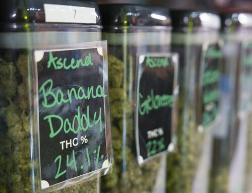 Cannabis workers developing asthma that can turn deadly, MSU researcher finds