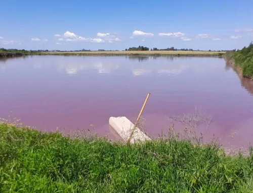 Pollution in El Espinillo Creek: ecocide reported and environmental control demanded in th