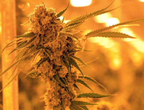 How the plan to reopen government could set legal hemp back years and risk 300k jobs