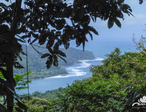 Colombian Artists and Leaders Recognized for Their Commitment to the Environment in 2025