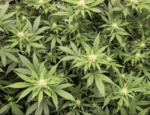 Supreme Court sets meeting on cannabis case (Newsletter: November 26, 2025)