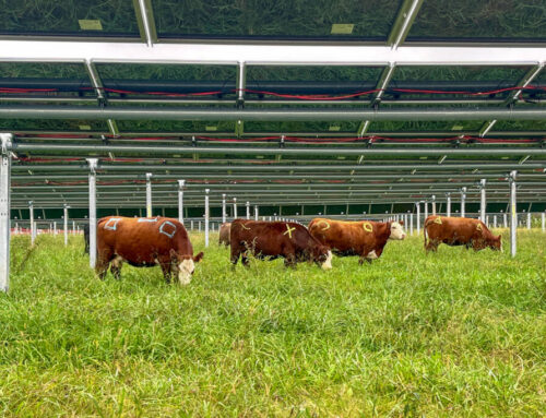 Can Cows and Solar Power Coexist? We’re About to Find Out
