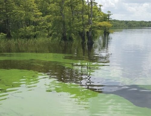 Ask the gaggle of gubernatorial wannabes what they’ll do for Florida’s environment