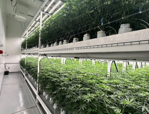 Cape’s Only Cannabis Grower Stakes Out New Turf