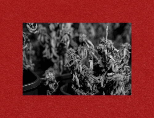 Maine’s Cannabis Charade: Why ‘Safeguards’ Are Just Smoke and Mirrors