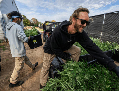 Inside one of Minnesota’s largest legal marijuana harvests