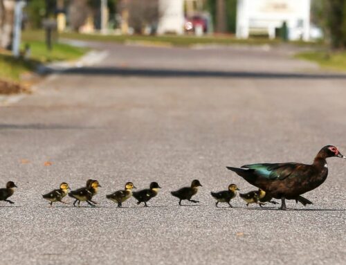 Can an HOA really stop you from feeding the ducks?