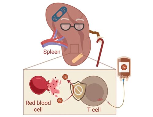 Aging spleen creates toxic environment that forces T cells into self-protective but weaken