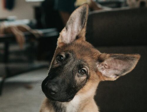 Asia Morning Briefing: Even Prediction Markets Didn’t See BTC’s Selloff Coming